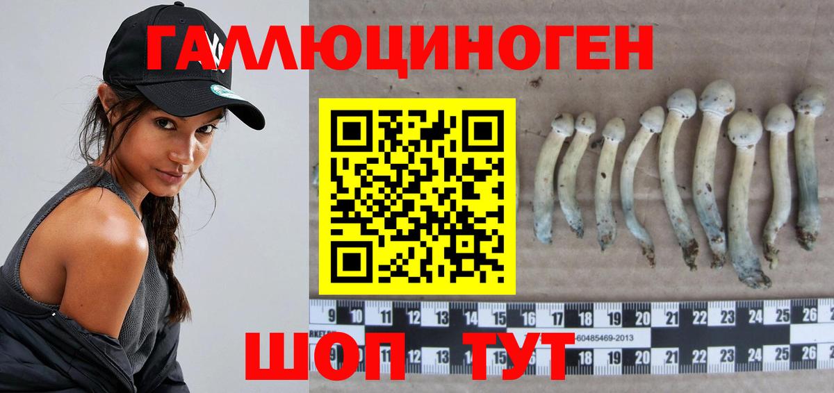 Камень-на-Оби  Псилоцибиновые грибы Psilocybine cubensis  Вход с VPN 
